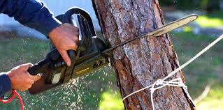 Best Tree Health Inspection  in Burnham, PA